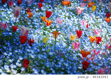 チューリップ畑 96383091