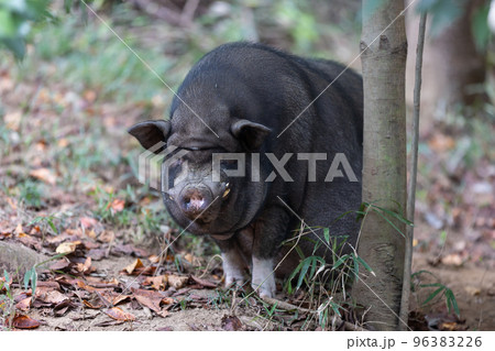 ゆっくり歩くミニブタ 96383226