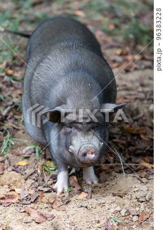 ゆっくり歩くミニブタ 96383228