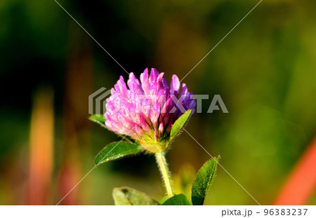 紫ツメクサ 96383237