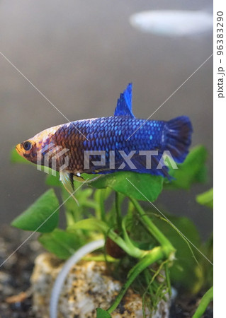 ベタ　雌 96383290