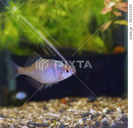 タイリクバラタナゴ タイリクバラタナゴ 96383300