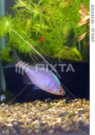 タイリクバラタナゴ タイリクバラタナゴ 96383308