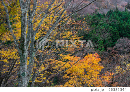 道志の紅葉樹林　秋の森林　道志村の森 96383344