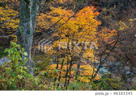 道志の紅葉樹林　秋の森林　道志村の森 96383345