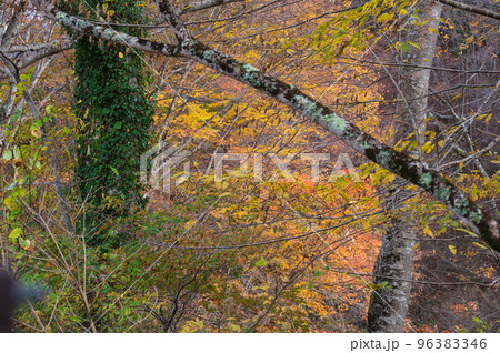 道志の紅葉樹林　秋の森林　道志村の森 96383346