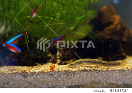 マドジョウ 96383584