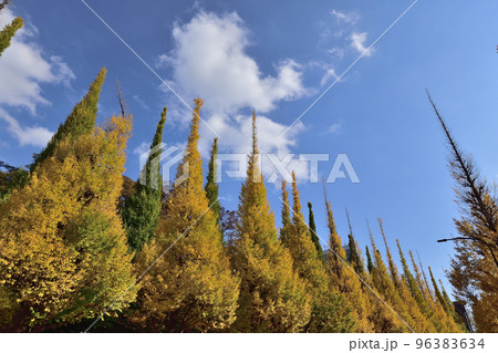 神宮外苑のいちょう並木5 96383634