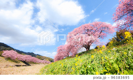 南伊豆町・下賀茂の河津桜(ソフトフォーカス) 南伊豆町・下賀茂の河津桜(ソフトフォーカス) 96383695