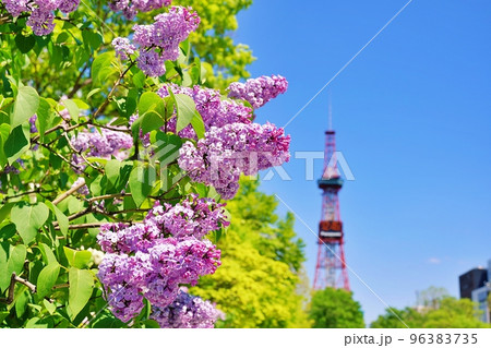 札幌市大通公園のライラック 96383735