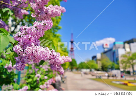 札幌市大通公園のライラック 96383736