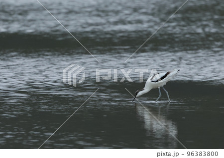 生き物　野鳥　ソリハシセイタカシギ、秋の石垣島。ひと気のない水田で食事を満喫 96383800
