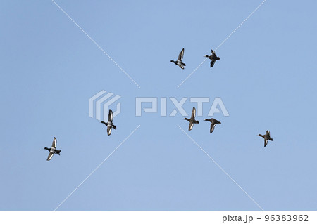 スズガモの群飛 スズガモの群飛 96383962