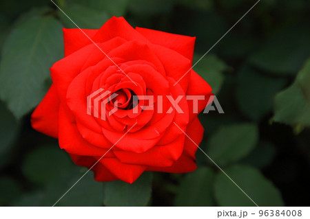 バラ　ローズ 96384008
