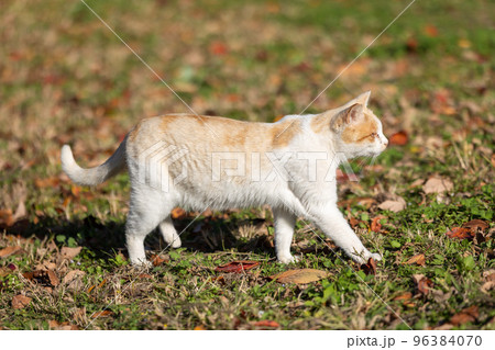 歩く猫 横からの写真素材 [96384070] - PIXTA