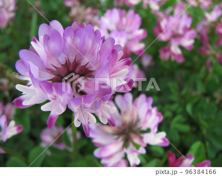 れんげの花 れんげの花 96384166
