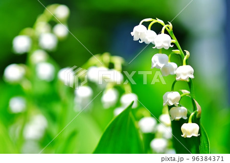 すずらん すずらん 96384371