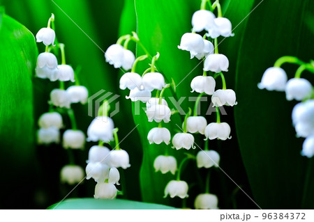 すずらん すずらん 96384372