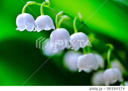 すずらん 96384374