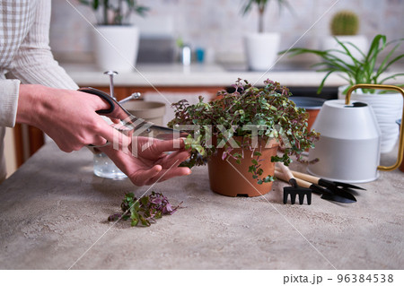 house gardening - Woman taking care of Callisia repens plant in a pot at home house gardening - Woman taking care of Callisia repens plant in a pot at home 96384538