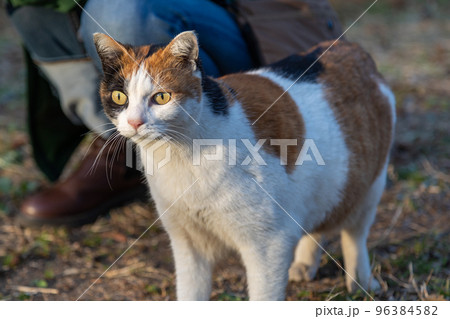 人懐こい三毛猫 人懐こい三毛猫 96384582