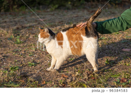人懐こい三毛猫 人懐こい三毛猫 96384583