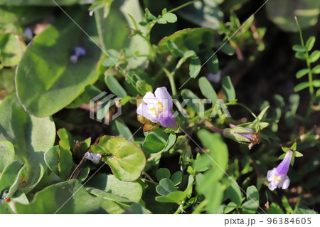 秋の日本の野原に咲くトキワハゼの白と薄紫と黄色の複色の花 96384605