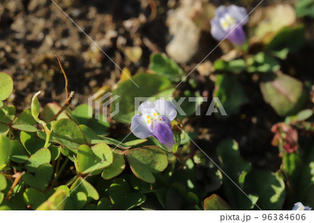 秋の日本の野原に咲くトキワハゼの白と薄紫と黄色の複色の花 96384606