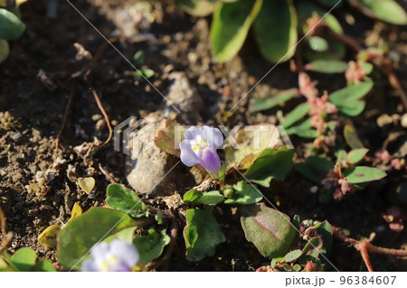秋の日本の野原に咲くトキワハゼの白と薄紫と黄色の複色の花 秋の日本の野原に咲くトキワハゼの白と薄紫と黄色の複色の花 96384607
