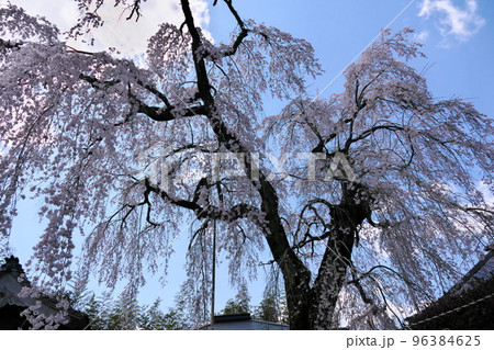 青空の下、大きく広がった枝垂れ桜 青空の下、大きく広がった枝垂れ桜 96384625