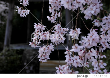 大きく広がった枝垂れ桜のクローズアップ 大きく広がった枝垂れ桜のクローズアップ 96384626