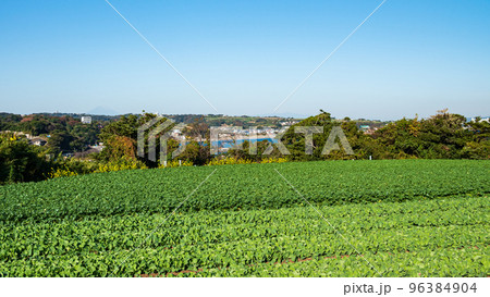 圧倒的に物量の大根・キャベツ畑 96384904