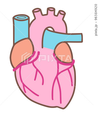 シンプルな心臓、人体の内臓、解剖、色分け シンプルな心臓、人体の内臓、解剖、色分け 96384920