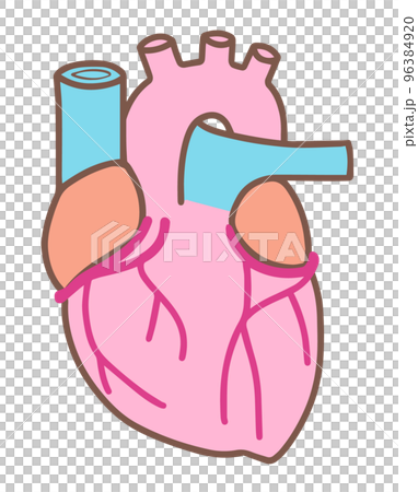 シンプルな心臓、人体の内臓、解剖、色分け シンプルな心臓、人体の内臓、解剖、色分け 96384920