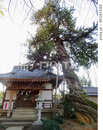 大きくねじれた”入西のビャクシン”【県指定天然記念物】/石上神社・埼玉県坂埼玉県坂戸市 大きくねじれた”入西のビャクシン”【県指定天然記念物】/石上神社・埼玉県坂埼玉県坂戸市 96385088