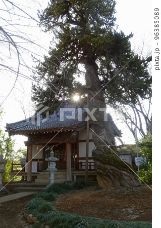 大きくねじれた”入西のビャクシン”【県指定天然記念物】／石上神社・埼玉県坂埼玉県坂戸市 96385089