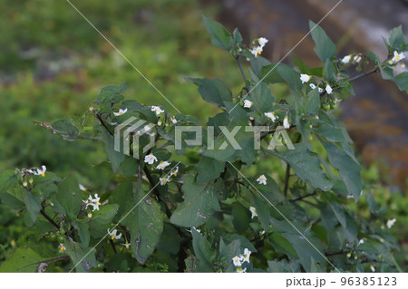 日本の秋の庭に咲く白いイヌホウズキの花 96385123