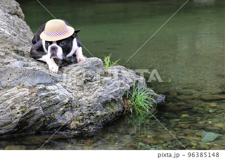 川遊びの人気スポットときがわ町の都幾川の岩場から渓谷を眺める麦わら帽子の可愛いボストンテリアマイティ 96385148
