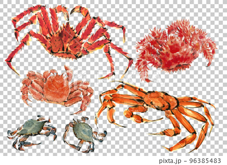 水彩で描いたタラバ蟹 花咲蟹 ズワイガニ 渡蟹 毛蟹のセットイラスト 白バック 96385483