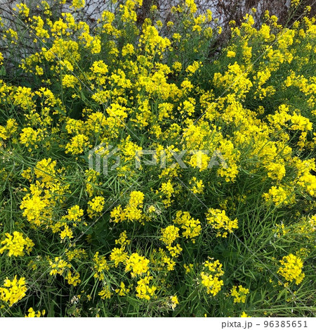 全面菜の花 96385651