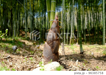 竹藪の竹の子 96385758