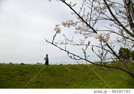 桜の木と堤防の上を歩く人のシルエット 96385795