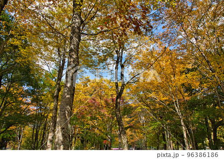 紅葉ー奥越・九頭竜 96386186