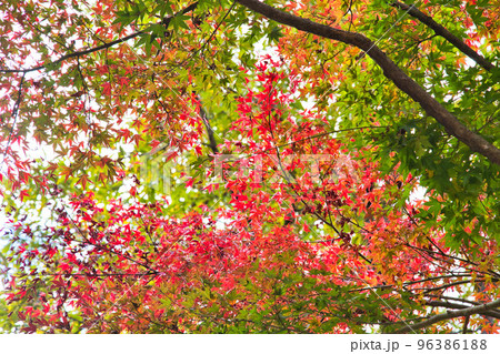 紅葉ー奥越・九頭竜 96386188