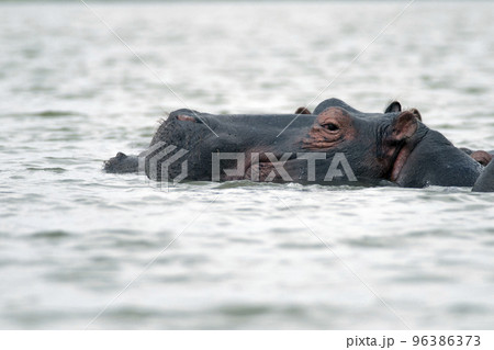 Hippopotamus head sticking out of water. Hippo in water 96386373