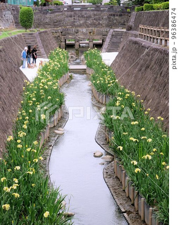 高瀬裏川水際緑地公園と秋丸眼鏡橋周辺の黄色い花しょうぶ　（熊本県） 96386474
