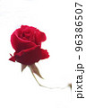 薔薇 96386507