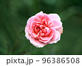 薔薇 96386508
