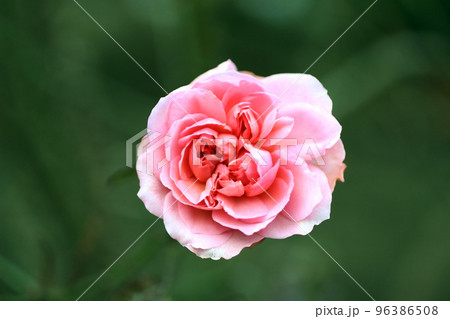 薔薇 96386508