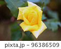 薔薇 96386509